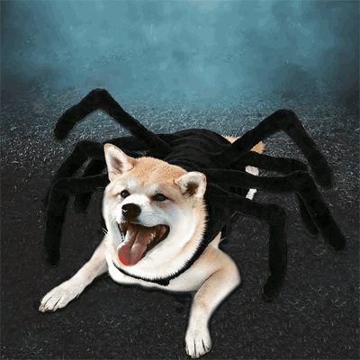 Pet Spider Costume