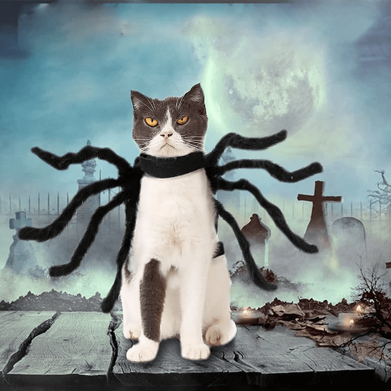 Cat Spider Costume Cat Spider Costume