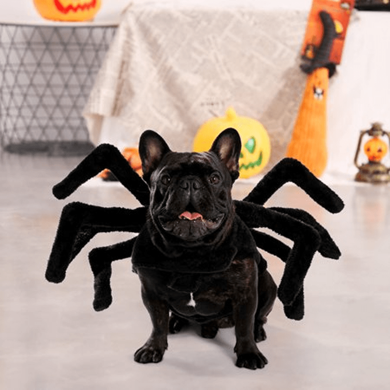 Pet Spider Costume Pet Spider Costume